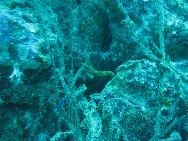 Similan Day 1 023.jpg